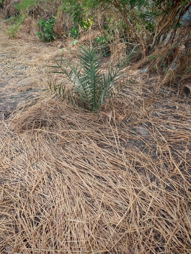 Date Palm