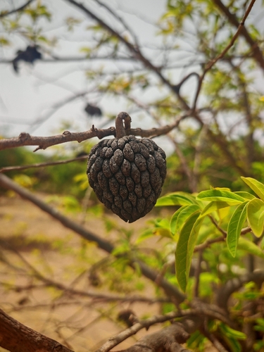 Sweetsop