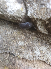 Armadillidium depressum