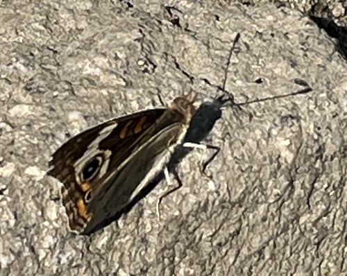 iNaturalist observation photo of Gray Buckeye