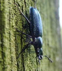 Platycerus caraboides