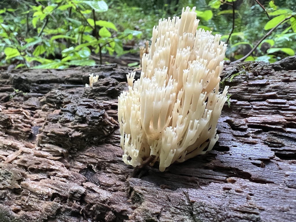 crown-tipped coral fungus · June 2026 · photo: Photo: (c) Brian C. Hunt, some rights reserved (CC BY) · iNaturalist