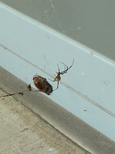 Brown Widow