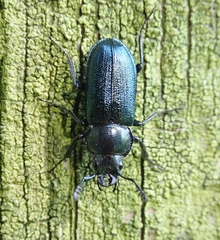 Platycerus caraboides