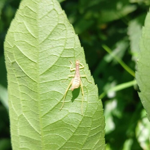 Two-spotted Tree Cricket