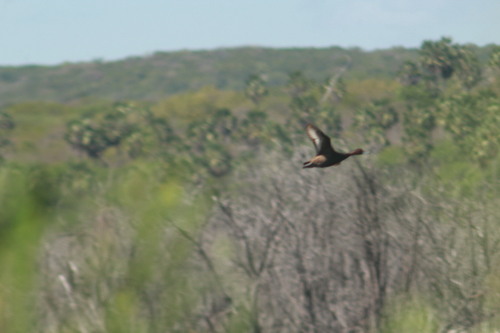 iNaturalist image