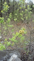 Anacardiaceae
