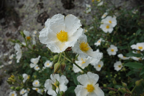 Cistus laurifolius, photograph 6