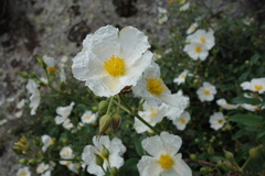 Cistus laurifolius, photograph (c) Clément Maouche, some rights reserved (CC BY)