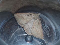 Cassythaphaga petrochroa