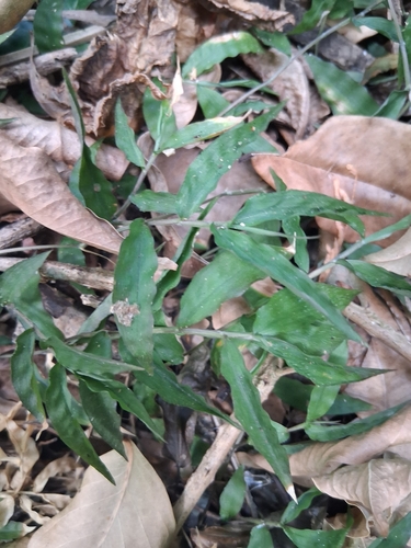 Ichnanthus pallens, photograph 4