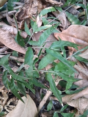 Ichnanthus pallens, photograph author not stated, no rights reserved