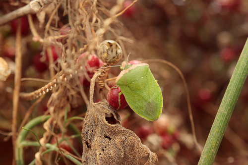 Southern Green Stink Bug