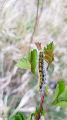Diacrisia purpurata