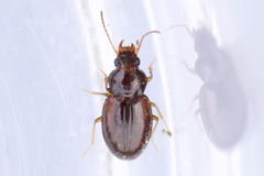 Elaphropus granarius