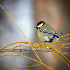 Parus major