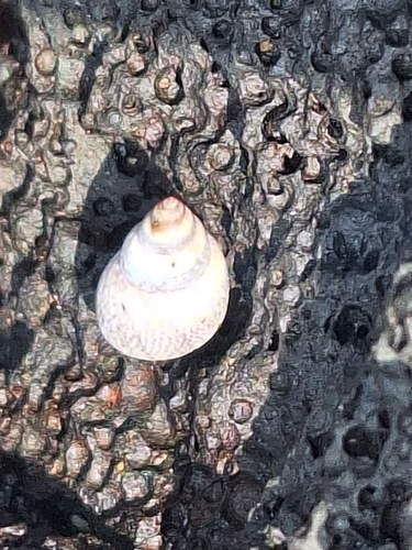 Littoraria pintado observed 2026-06-22