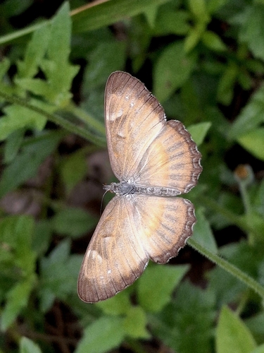 Mestra hersilia