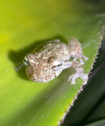 Bandeirantes Snouted Tree Frog