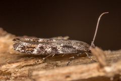 Mompha sturnipennella