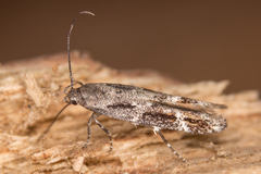 Mompha sturnipennella