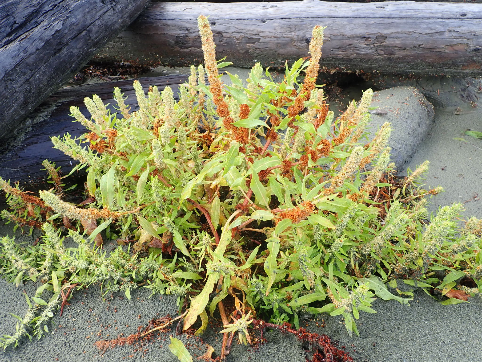 Rumex persicarioides