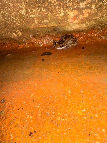 Rock River Frog