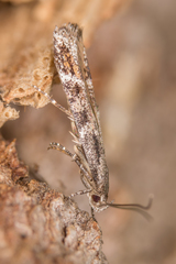 Mompha sturnipennella