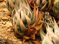 Aloe comptonii