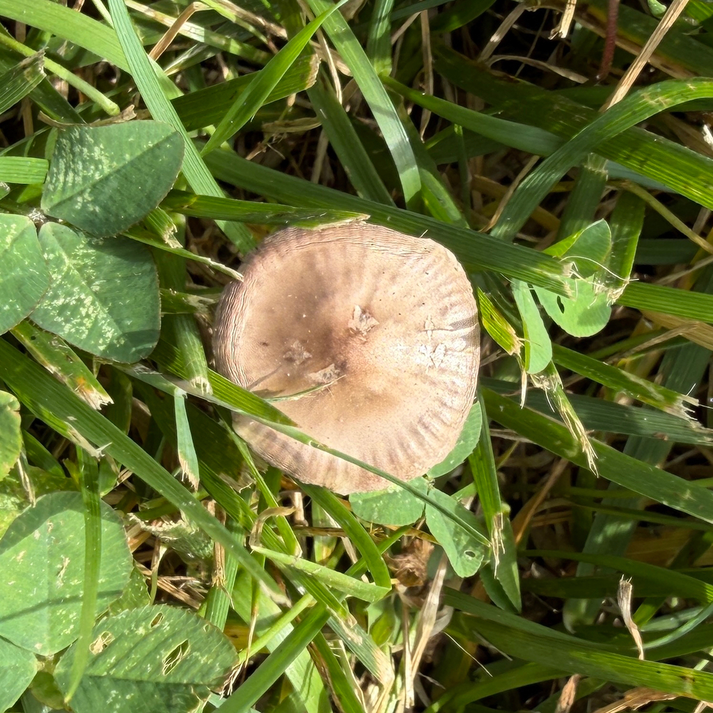 Mower's Mushroom · June 2026 · photo: Photo: (c) IDClaire, some rights reserved (CC BY) · iNaturalist