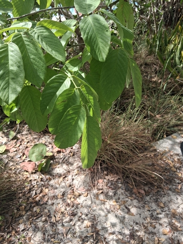Piscidia carthagenensis