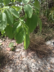 Piscidia carthagenensis