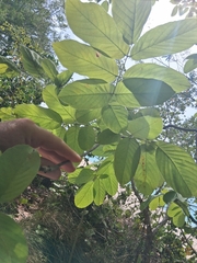 Piscidia carthagenensis, photograph author not stated, no rights reserved