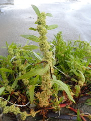Rumex maritimus