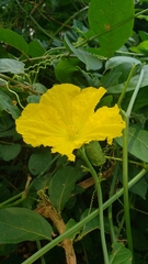 Luffa
