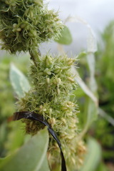 Rumex maritimus