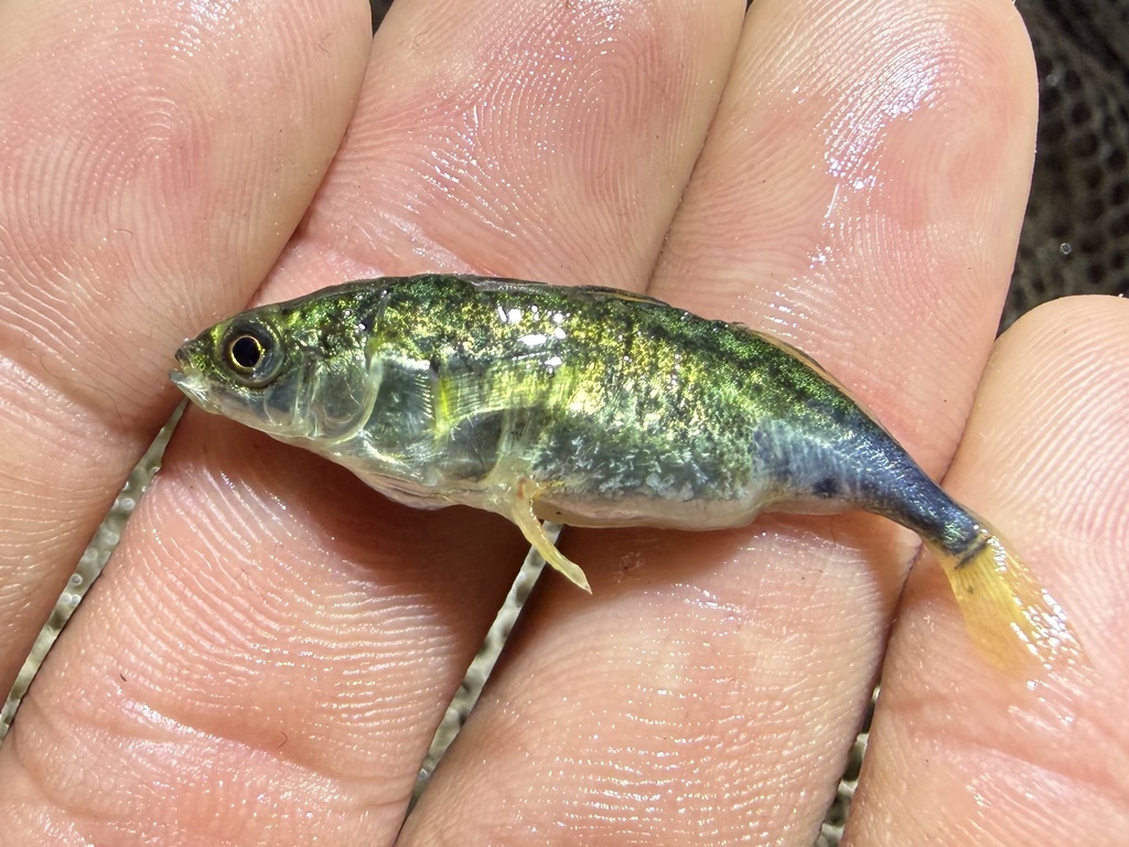 Barnstickle (Gasterosteus wheatlandi) — Gasterosteidae