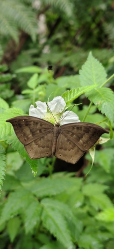 Eurybia pergaea