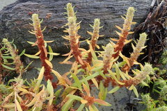 Rumex maritimus