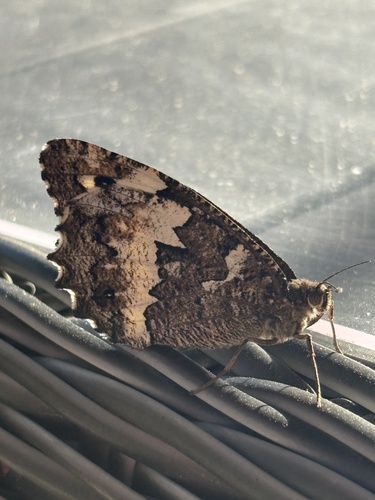 Great Banded Grayling