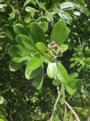 Canella winterana
