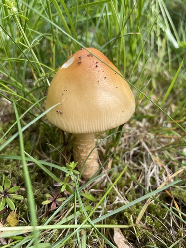Amanita crocea — (c) asdombro98, some rights reserved (CC BY)