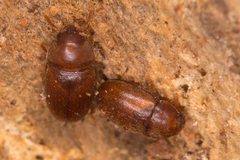 Pentaphyllus testaceus