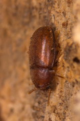 Pentaphyllus testaceus