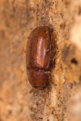 Pentaphyllus testaceus