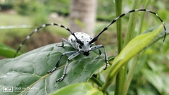 Pseudonemophas versteegii