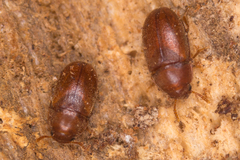 Pentaphyllus testaceus