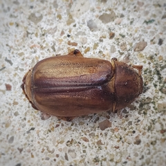 Amphimallon solstitiale