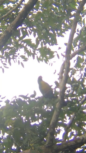 Masked Shining-Parrot