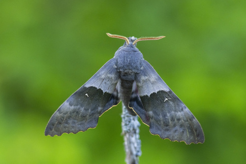 Modest Sphinx